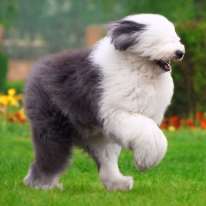 Old English Sheepdog - carousel