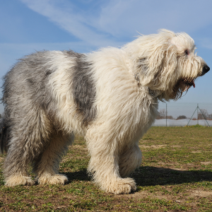 Old English Sheepdog - carousel