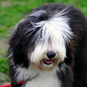 Old English Sheepdog - carousel