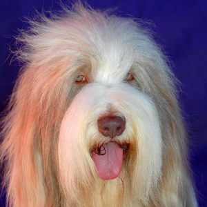 Old English Sheepdog - carousel