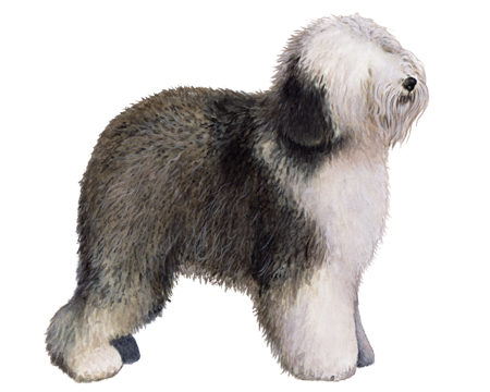 Old English Sheepdog