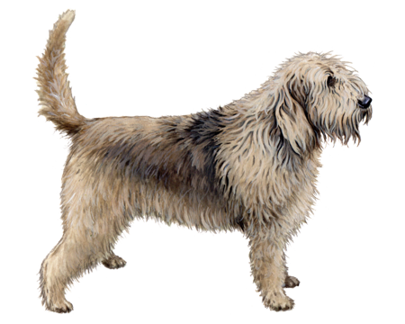 Otterhound