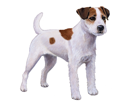 Parson Russell Terrier