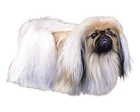 Pekingese