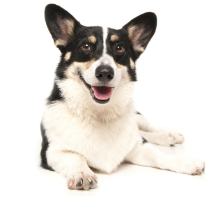 Pembroke Welsh Corgi - carousel