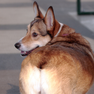 Pembroke Welsh Corgi - carousel