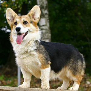 Pembroke Welsh Corgi - carousel