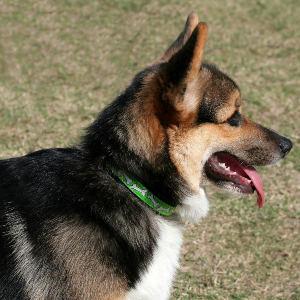 Pembroke Welsh Corgi - carousel