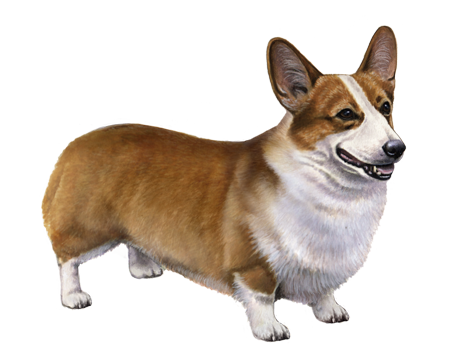 Pembroke Welsh Corgi