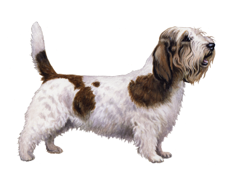 Petit Basset Griffon Vendeen