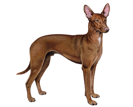 Pharaoh Hound