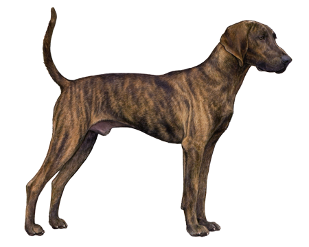 Plott Hound