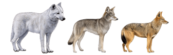 Breed Group - Wild Canids