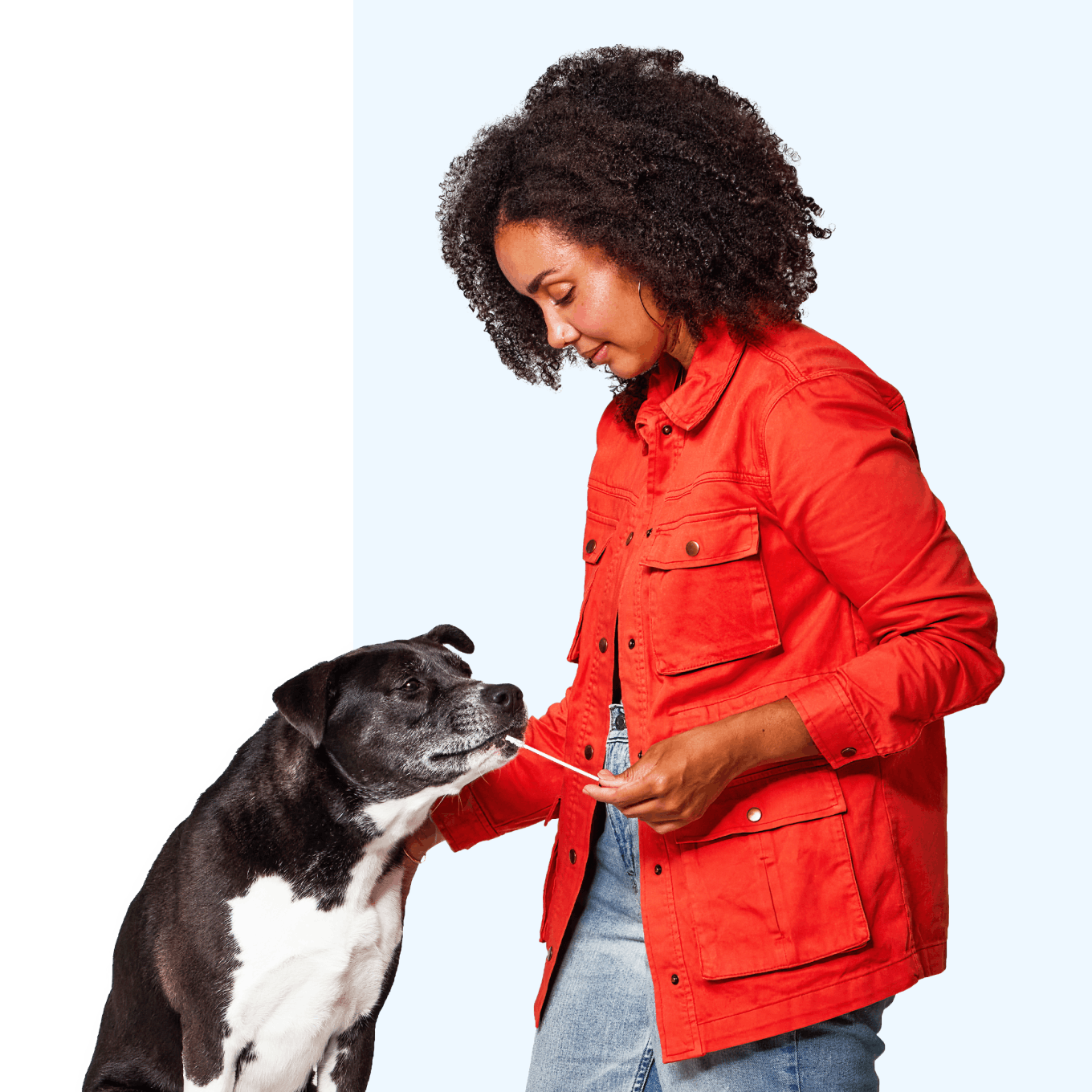 A woman swabbing a black and white dog.