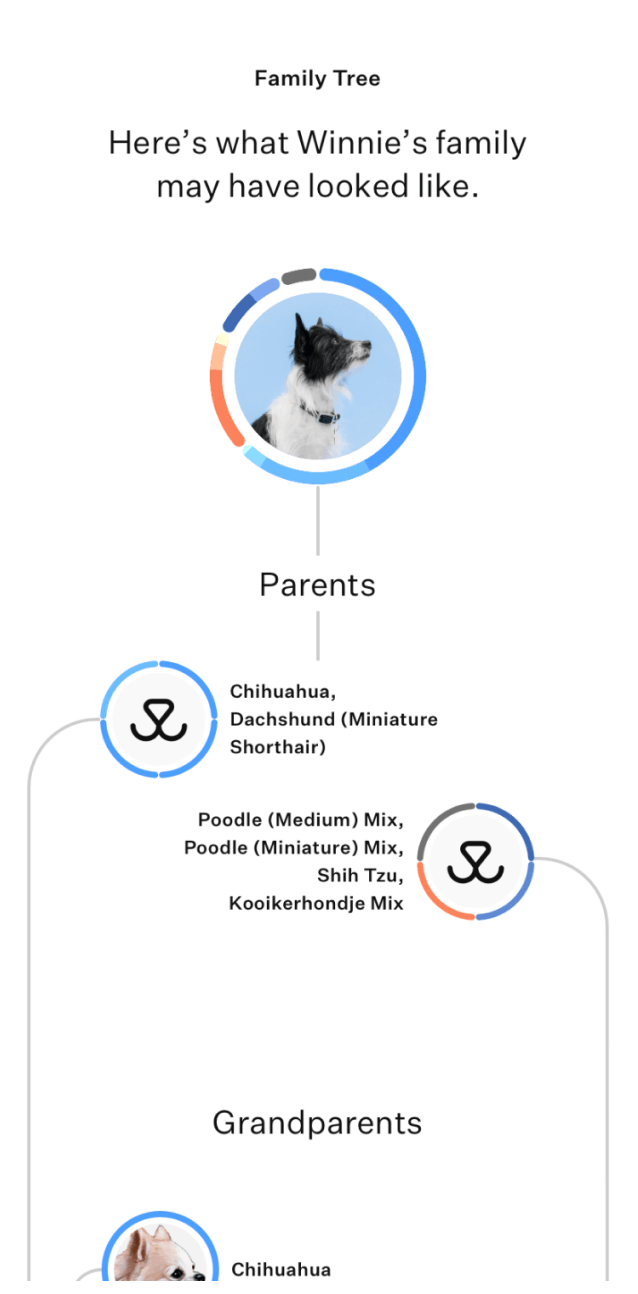 appmock-nobezel-dog-familytree-Winnie@2x.png