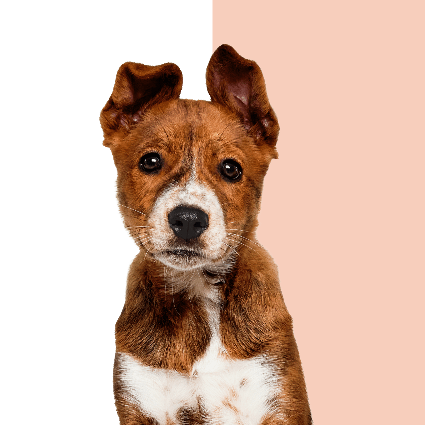 Brown and white puppy looking at the camera