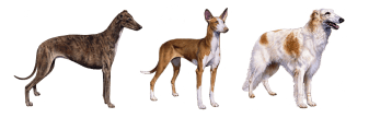 Breed Group - Sighthound