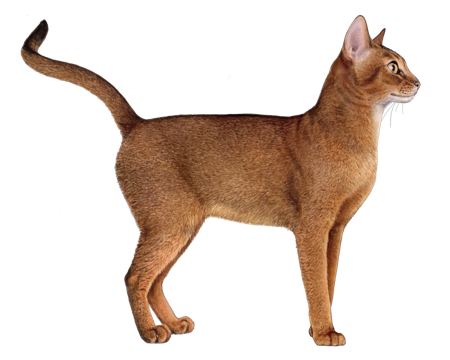 Abyssinian