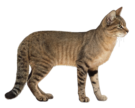 African Wildcat