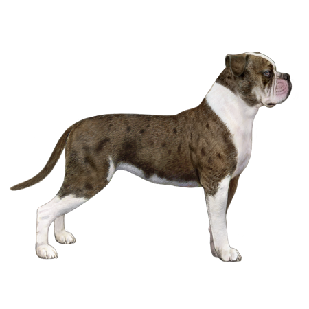 Alapaha Blue Blood Bulldog