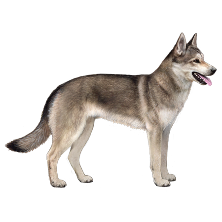 Alaskan Husky