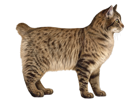 American Bobtail