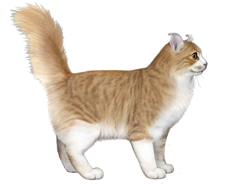 American Curl