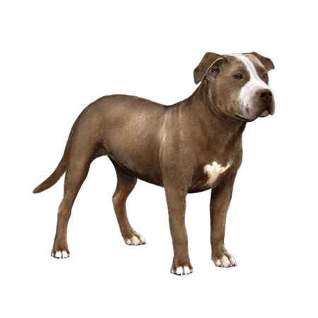 American Pit Bull Terrier