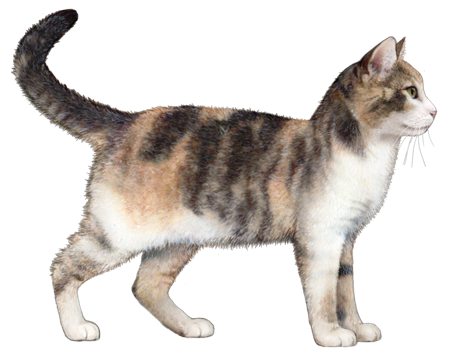 American Wirehair