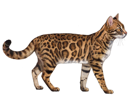 Asian Leopard Cat