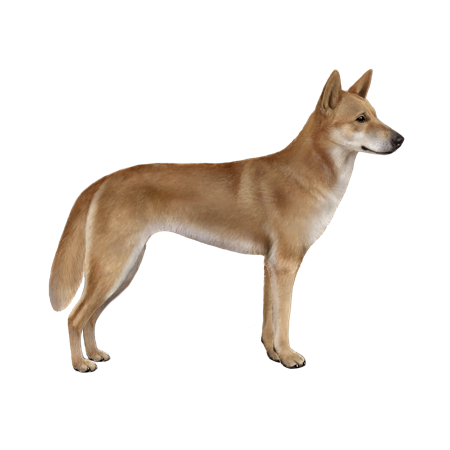 do dingoes bark