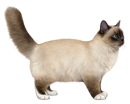 Birman