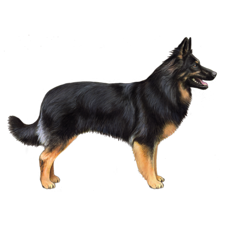 Bohemian Shepherd Dog