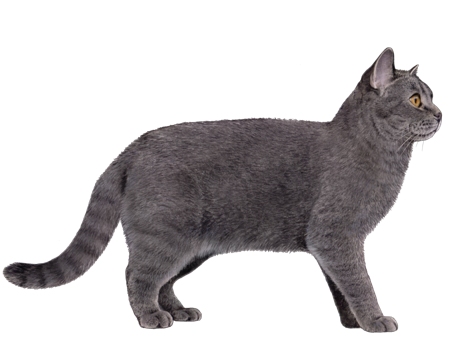 British shorthair kitten weight best sale