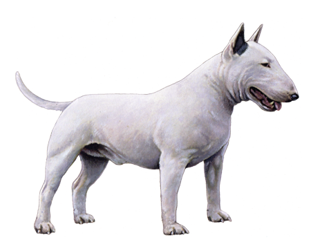 Bull Terrier