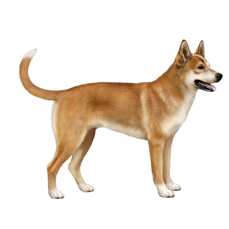 Carolina Dog