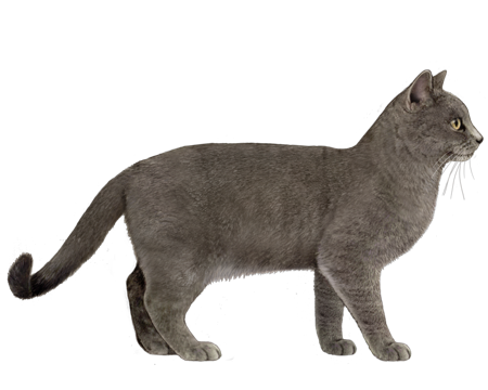 Chartreux