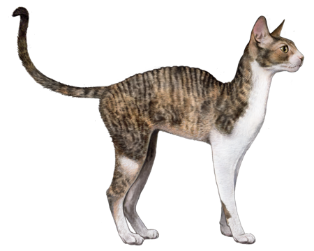 Cornish Rex