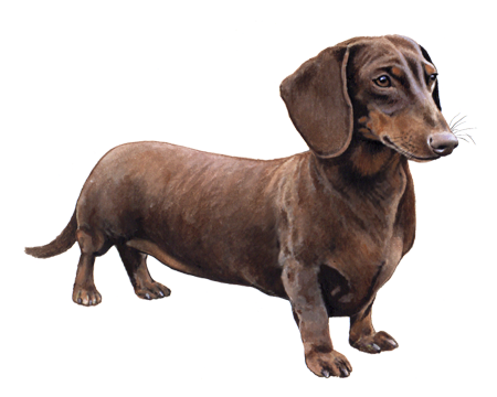 Dachshund