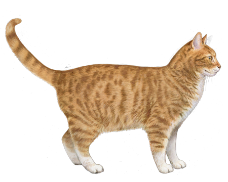 American Domestic Cat