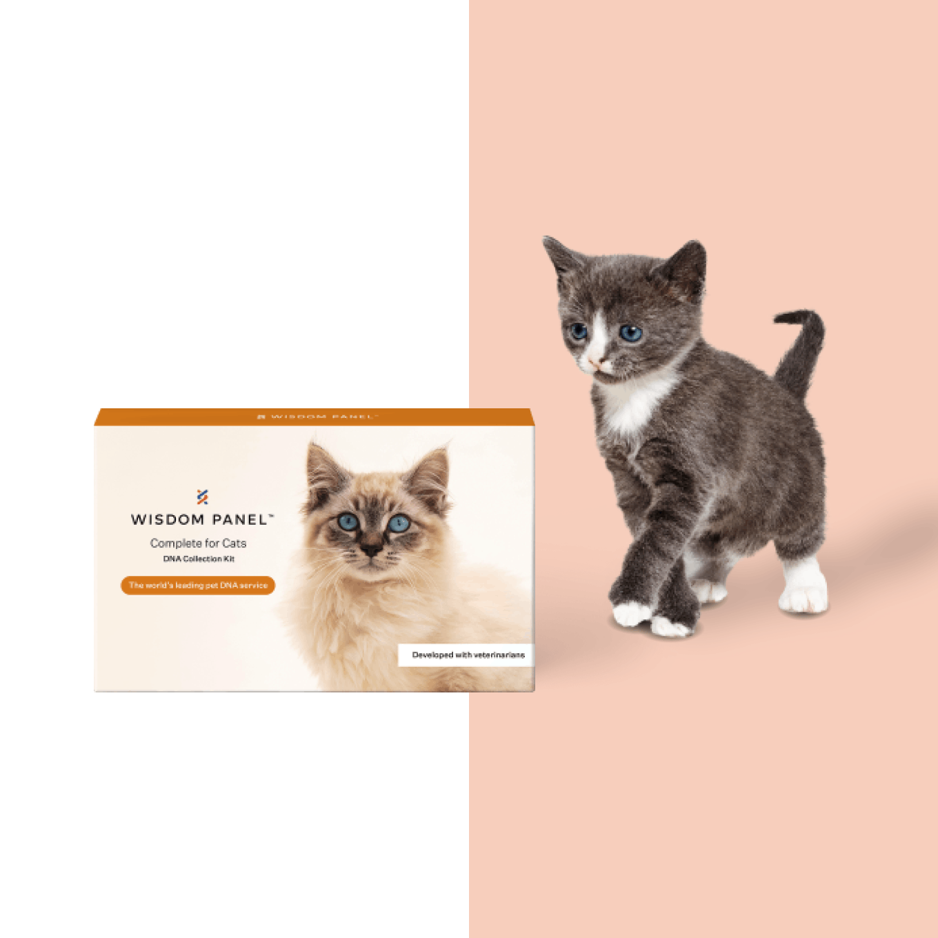 A grey and white kitten on a pink background walking towards a Wisdom Panel DNA test product box