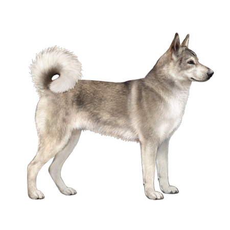 East Siberian Laika