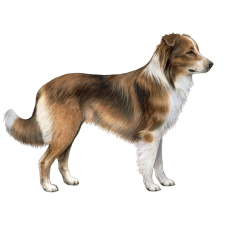 English Shepherd Dog