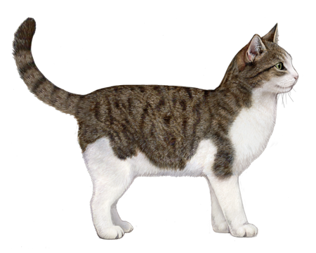 European Domestic Cat