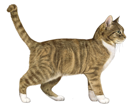 European Shorthair