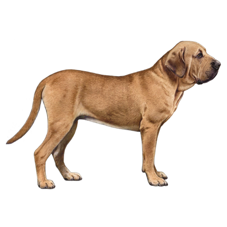 Fila Brasileiro