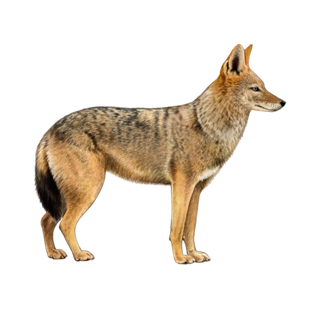 Golden Jackal