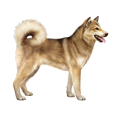 Greenland Dog