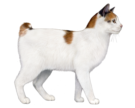 Japanese Bobtail