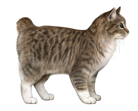 Kurilian Bobtail